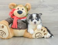 6 week old Pomsky Puppy For Sale - Florida Fur Babies