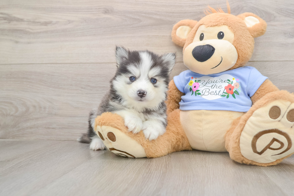 Small Pomsky Baby