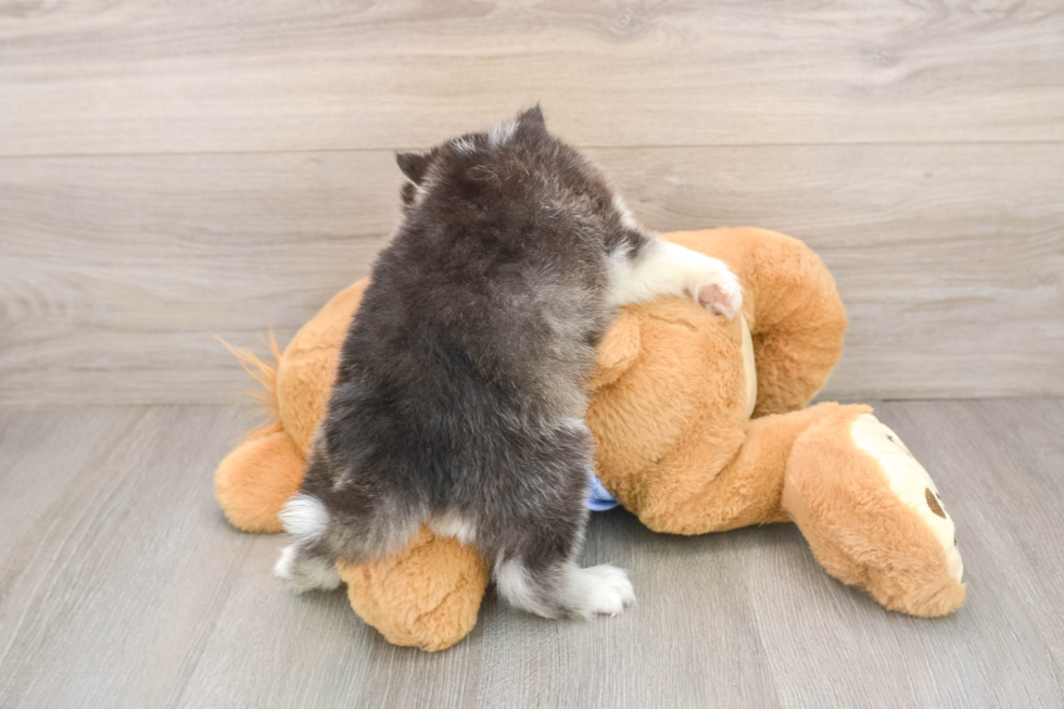 Best Pomsky Baby