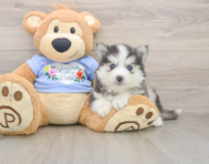 8 week old Pomsky Puppy For Sale - Florida Fur Babies