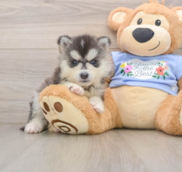 5 week old Pomsky Puppy For Sale - Florida Fur Babies