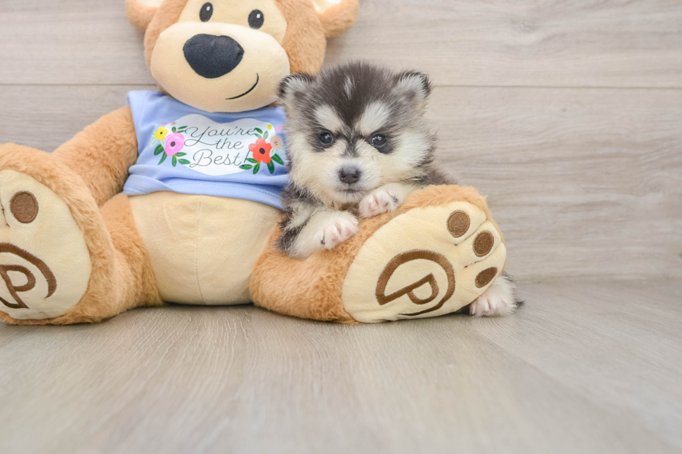 Pomsky Pup Being Cute
