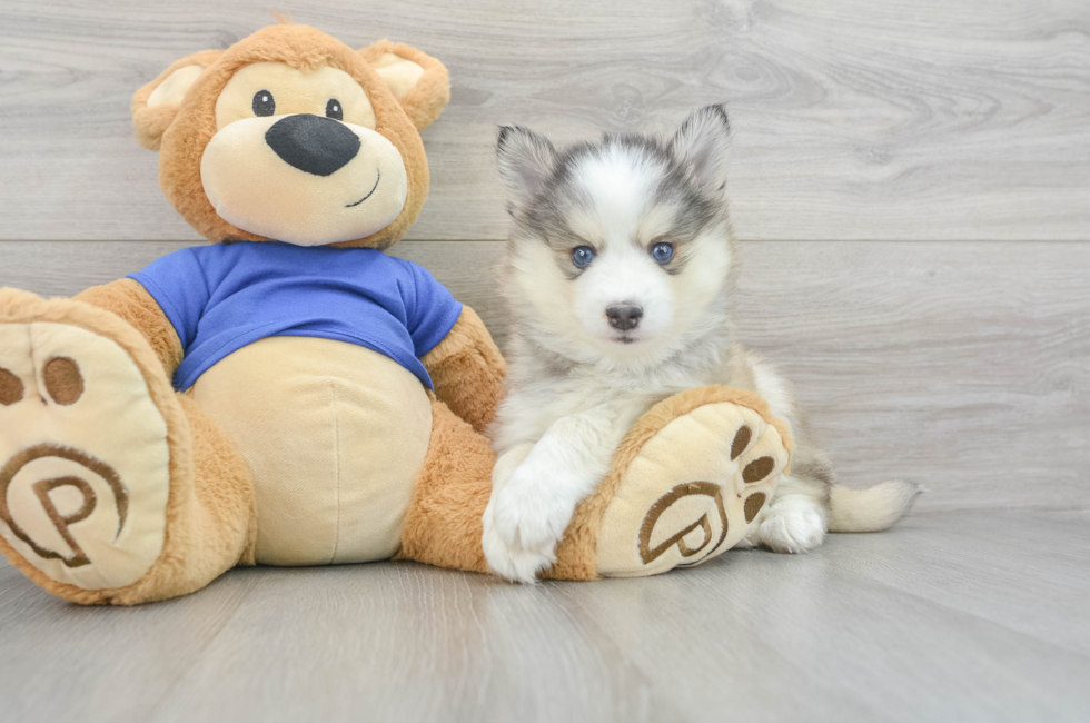 11 week old Pomsky Puppy For Sale - Florida Fur Babies