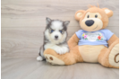 Best Pomsky Baby