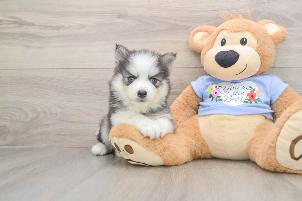 Best Pomsky Baby