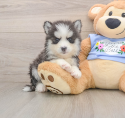 5 week old Pomsky Puppy For Sale - Florida Fur Babies