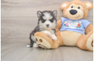 Small Pomsky Baby