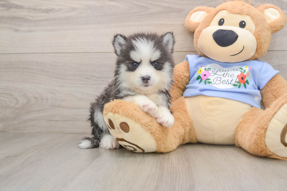 Small Pomsky Baby