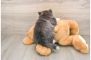 Pomsky Pup Being Cute