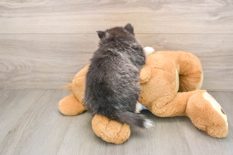 Pomsky Pup Being Cute