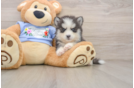 Best Pomsky Baby