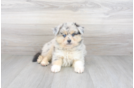 Meet Apollo - our Pomsky Puppy Photo 1/3 - Florida Fur Babies