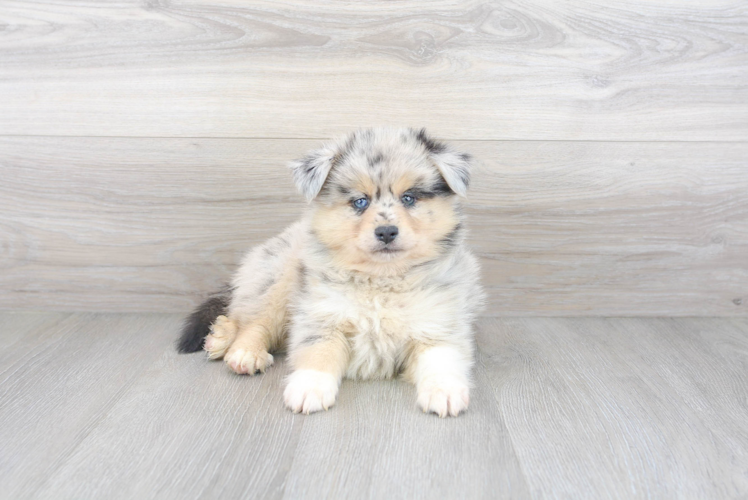 Meet Apollo - our Pomsky Puppy Photo 1/3 - Florida Fur Babies