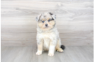 Meet Apollo - our Pomsky Puppy Photo 2/3 - Florida Fur Babies