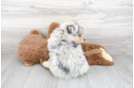 Meet Apollo - our Pomsky Puppy Photo 3/3 - Florida Fur Babies