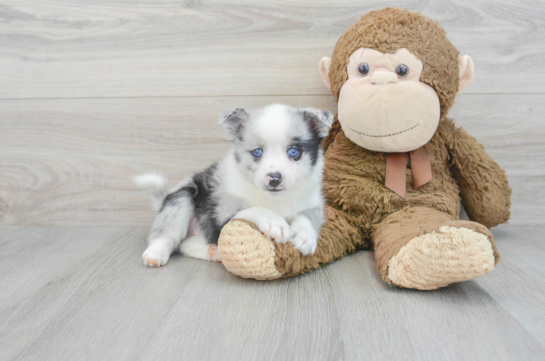 Hypoallergenic Mini Husky Designer Puppy