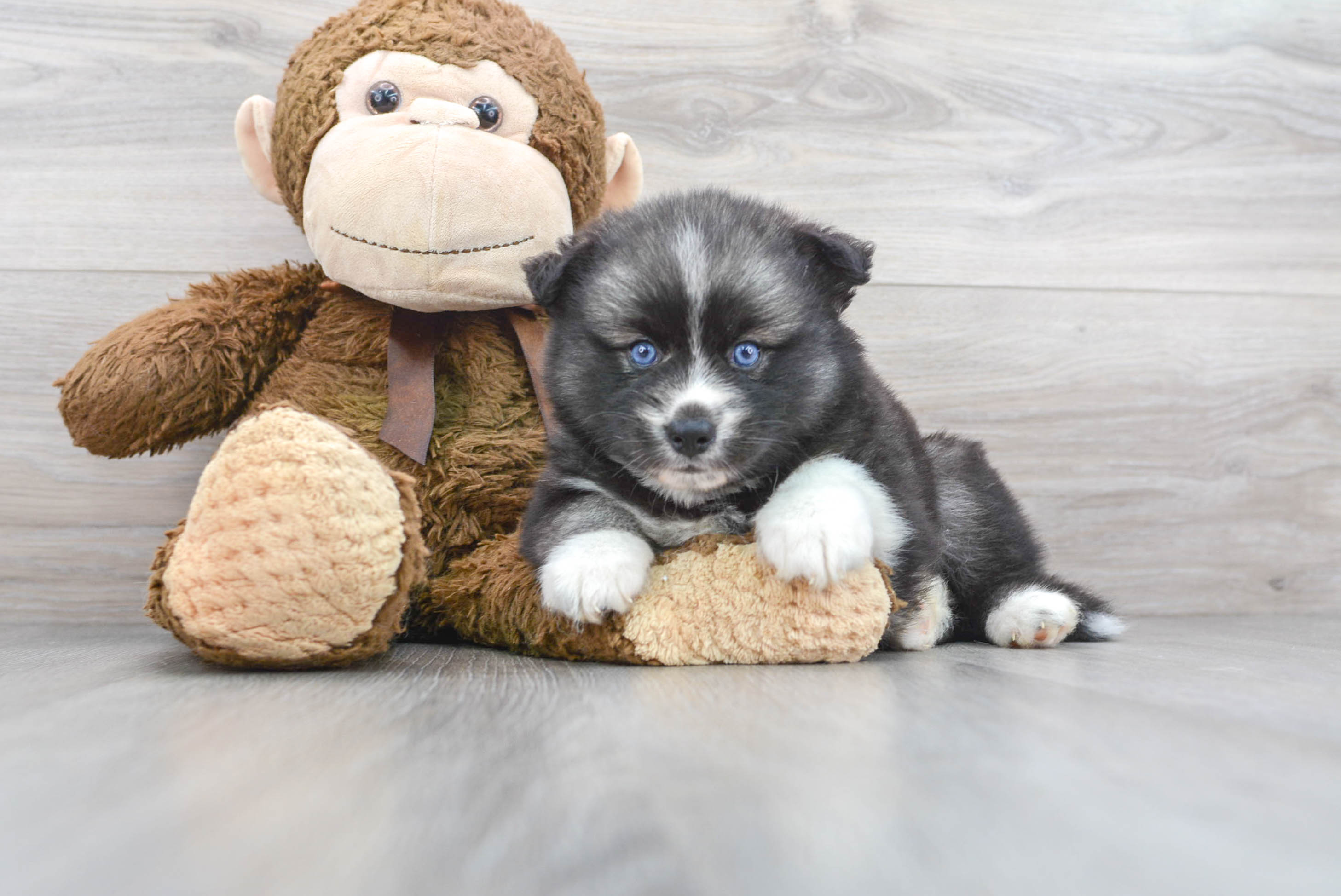 Pomsky best sale miniature husky