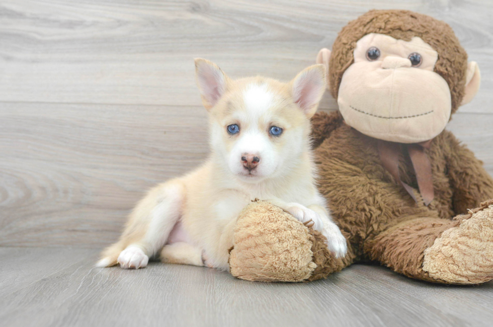 6 week old Pomsky Puppy For Sale - Florida Fur Babies