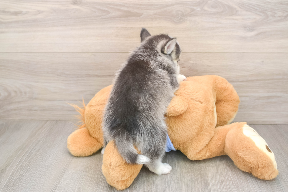 Small Pomsky Baby