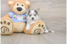Adorable Husky and Pomeranian Mix Designer Puppy