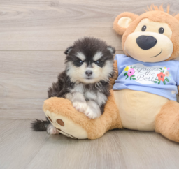6 week old Pomsky Puppy For Sale - Florida Fur Babies