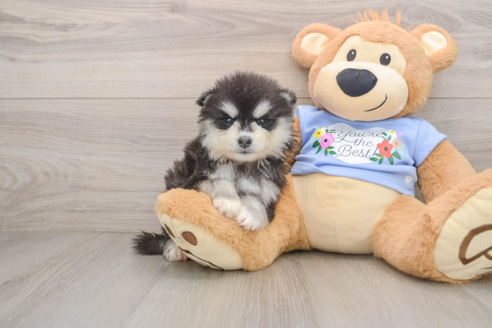 Cute Pomsky Baby