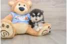 Smart Pomsky Designer Pup