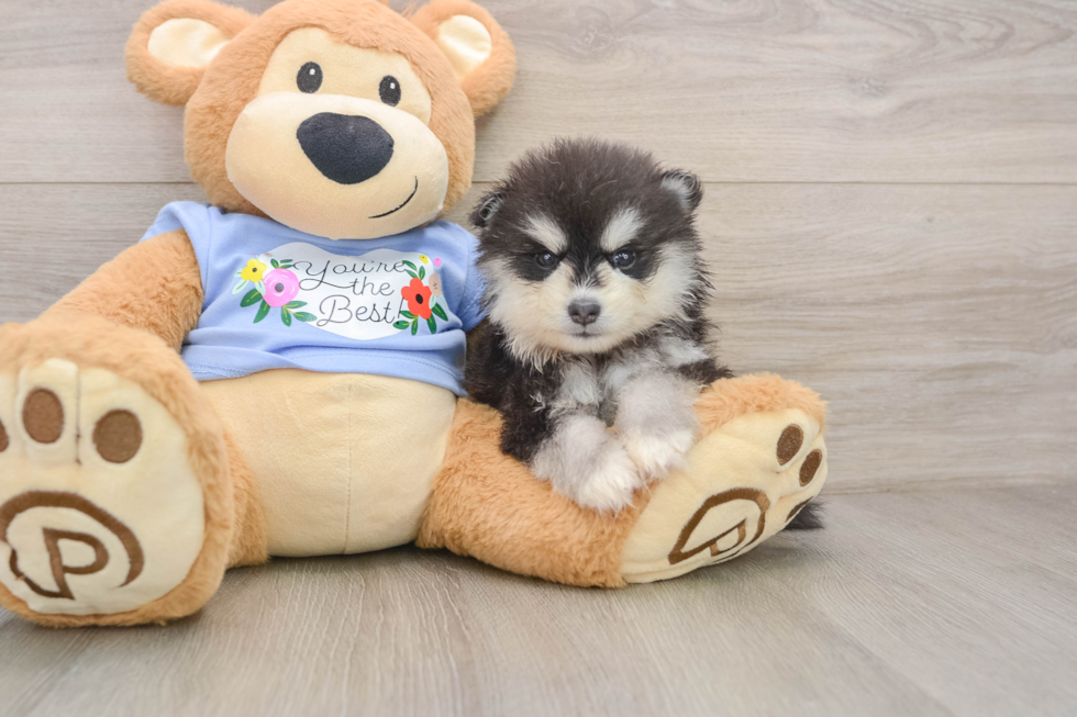 Smart Pomsky Designer Pup
