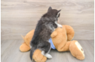 Pomsky Pup Being Cute