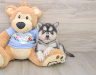 5 week old Pomsky Puppy For Sale - Florida Fur Babies