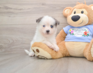 6 week old Pomsky Puppy For Sale - Florida Fur Babies
