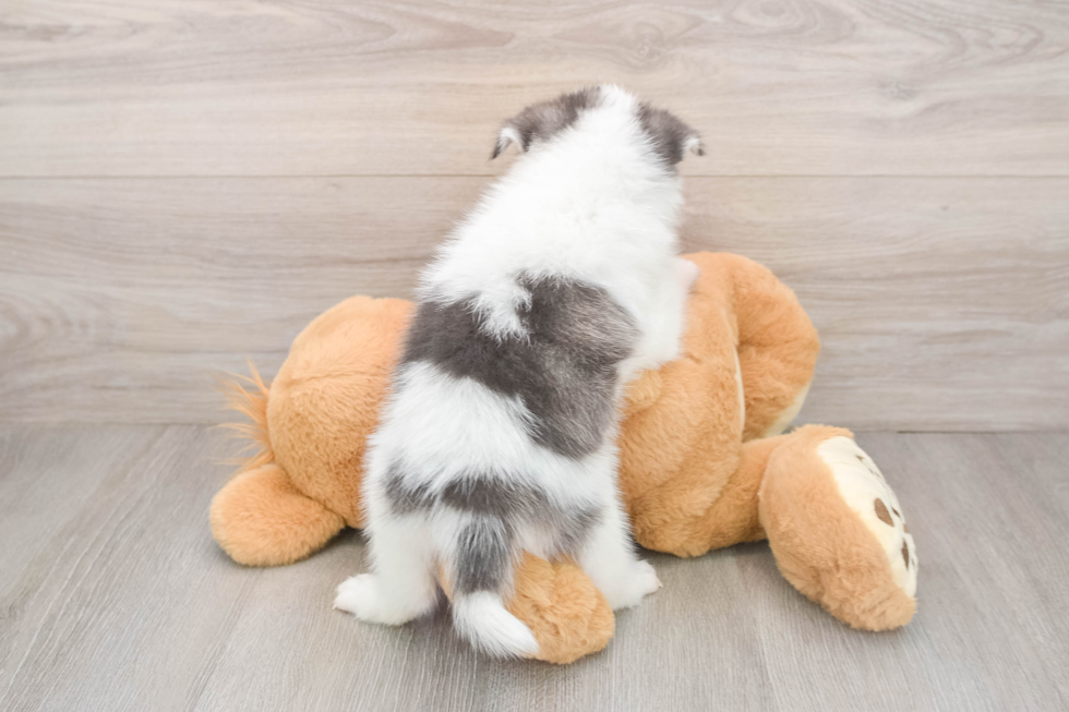 Smart Pomsky Designer Pup