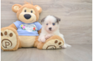 Energetic Husky and Pomeranian Mix Designer Puppy