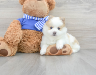 9 week old Pomsky Puppy For Sale - Florida Fur Babies