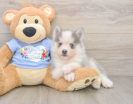 5 week old Pomsky Puppy For Sale - Florida Fur Babies
