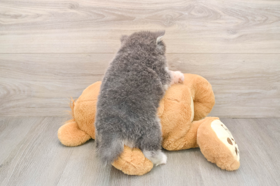 Best Pomsky Baby