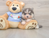 5 week old Pomsky Puppy For Sale - Florida Fur Babies