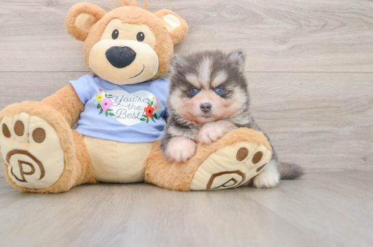 Pomsky Pup Being Cute