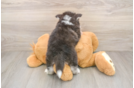 Pomsky Puppy for Adoption
