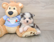 5 week old Pomsky Puppy For Sale - Florida Fur Babies