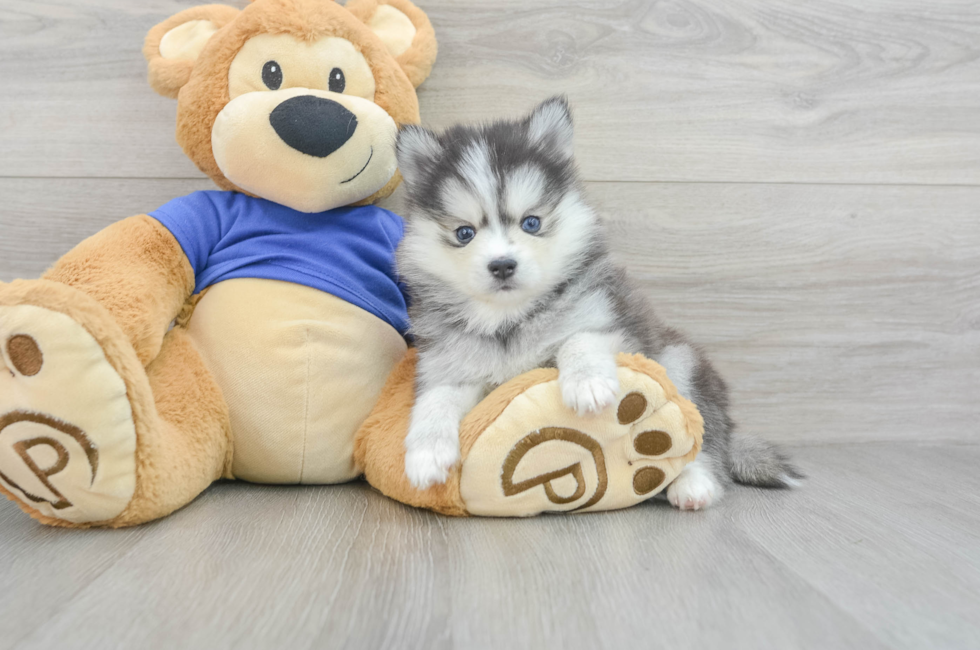 7 week old Pomsky Puppy For Sale - Florida Fur Babies
