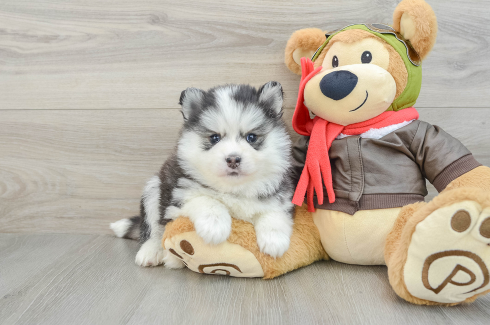 7 week old Pomsky Puppy For Sale - Florida Fur Babies