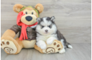 Best Pomsky Baby