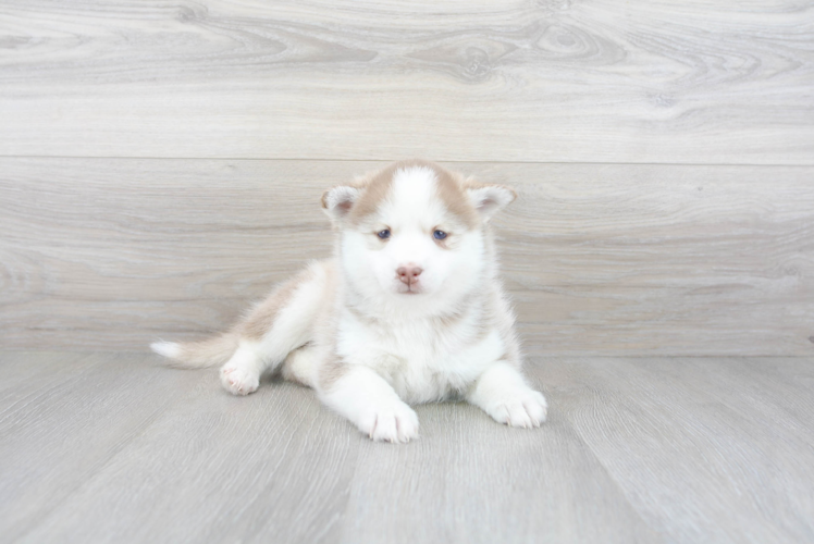 Meet Jackie - our Pomsky Puppy Photo 1/3 - Florida Fur Babies