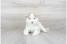 Meet Jackie - our Pomsky Puppy Photo 2/3 - Florida Fur Babies