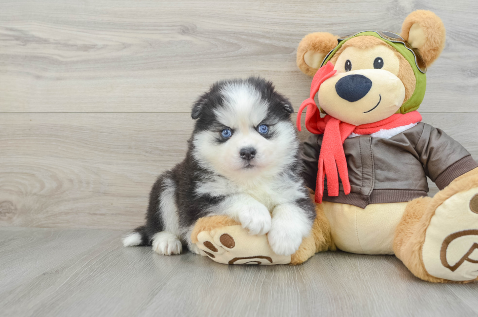 7 week old Pomsky Puppy For Sale - Florida Fur Babies