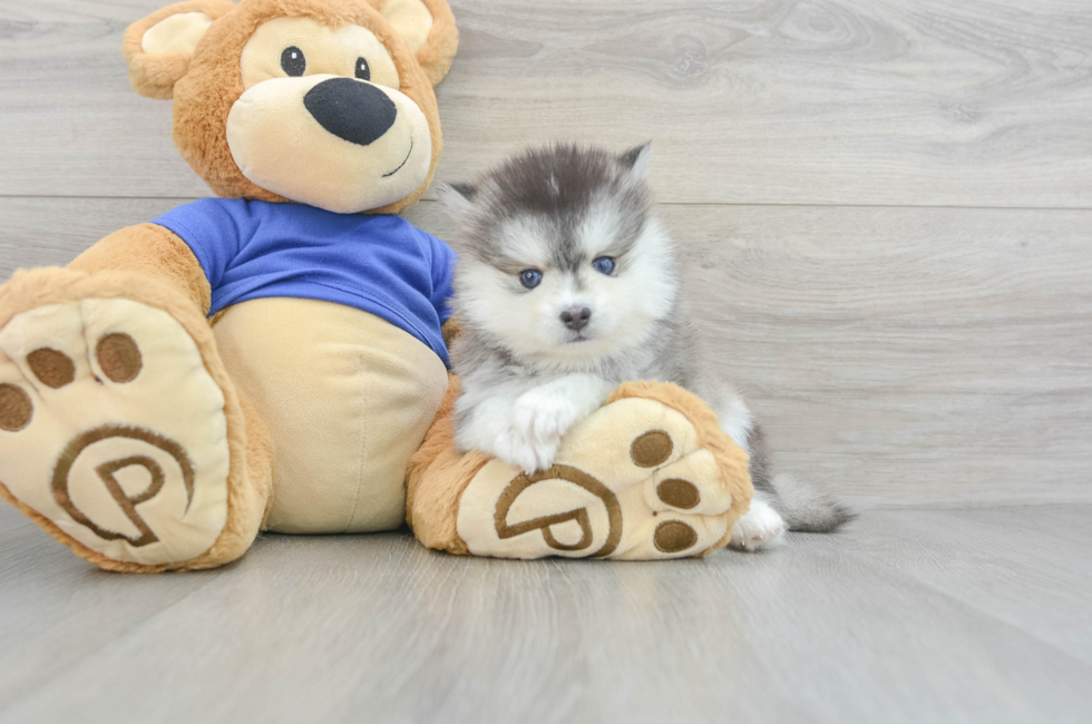 7 week old Pomsky Puppy For Sale - Florida Fur Babies