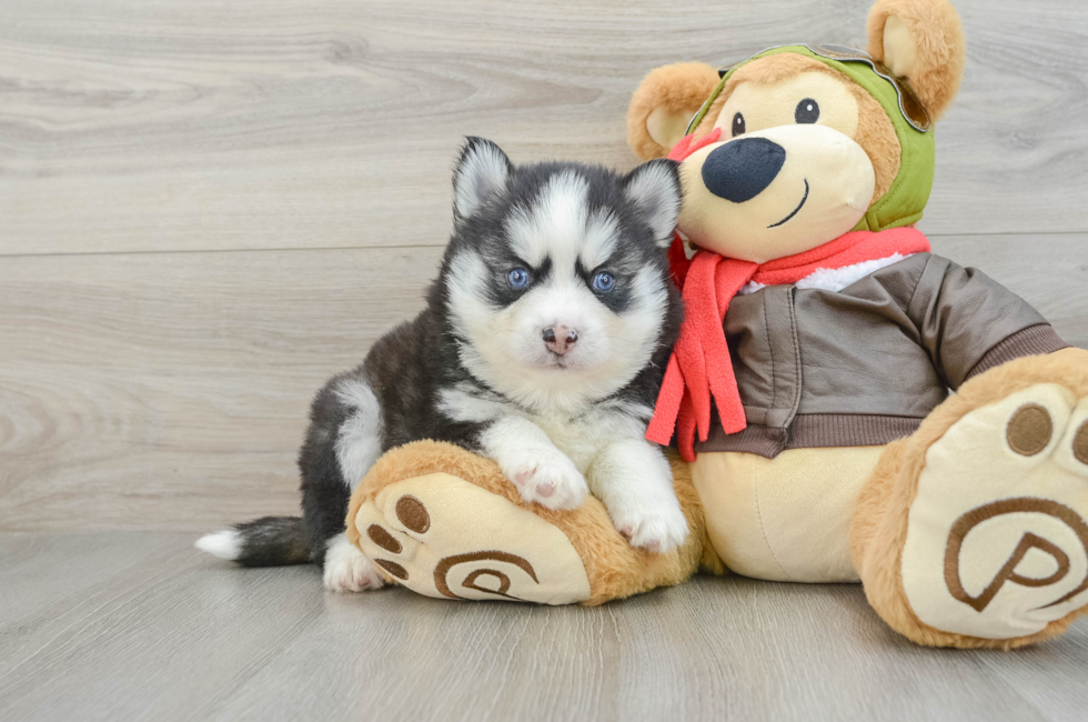 7 week old Pomsky Puppy For Sale - Florida Fur Babies