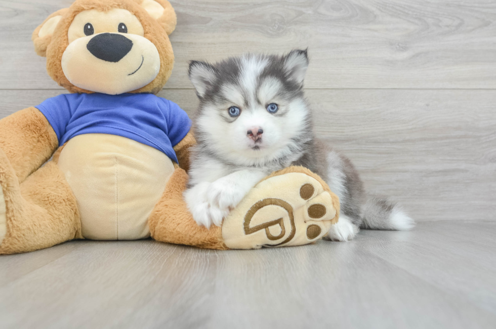 8 week old Pomsky Puppy For Sale - Florida Fur Babies