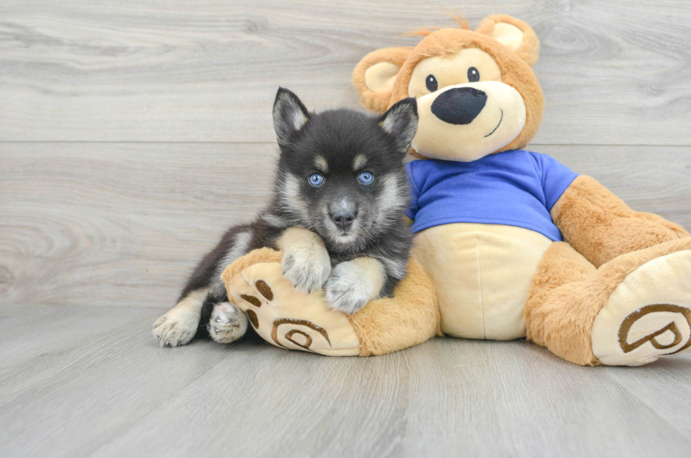 6 week old Pomsky Puppy For Sale - Florida Fur Babies